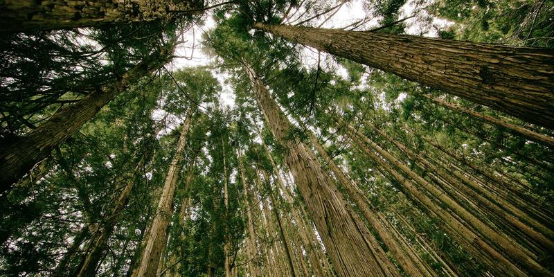 Youth Sports Festival Results — Brgy. Angyap