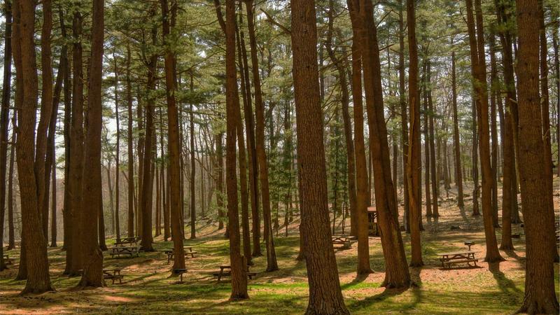 Blood Letting Activity